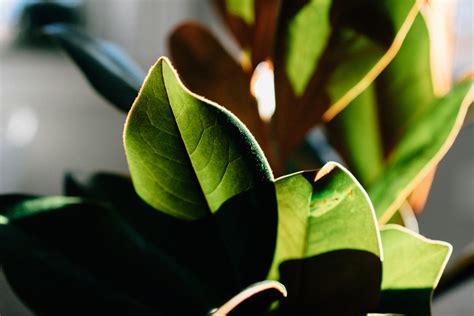 室外觀賞植物|在戶外種植大型植物？這9種抗風又好養的植物你不能。